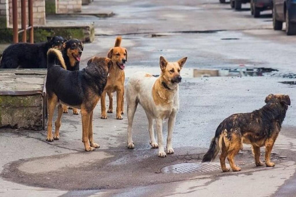 Τι πρέπει να κάνετε σε περίπτωση που σας επιτεθεί ένας αδέσποτος σκύλος