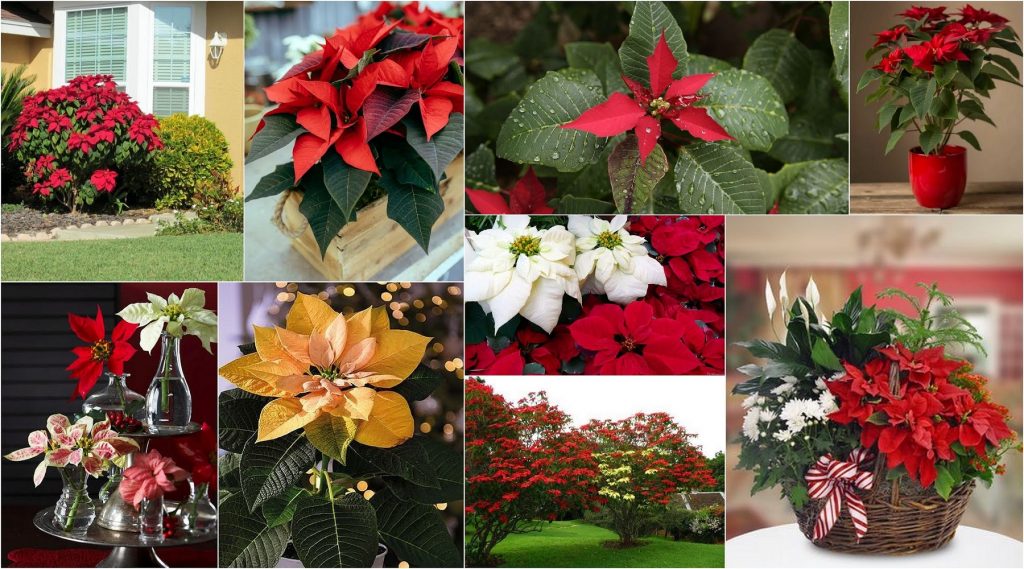 Πώς να διατηρήσετε το αλεξανδρινό Χριστουγεννιάτικο φυτό σας υγιές και φυλλώδες