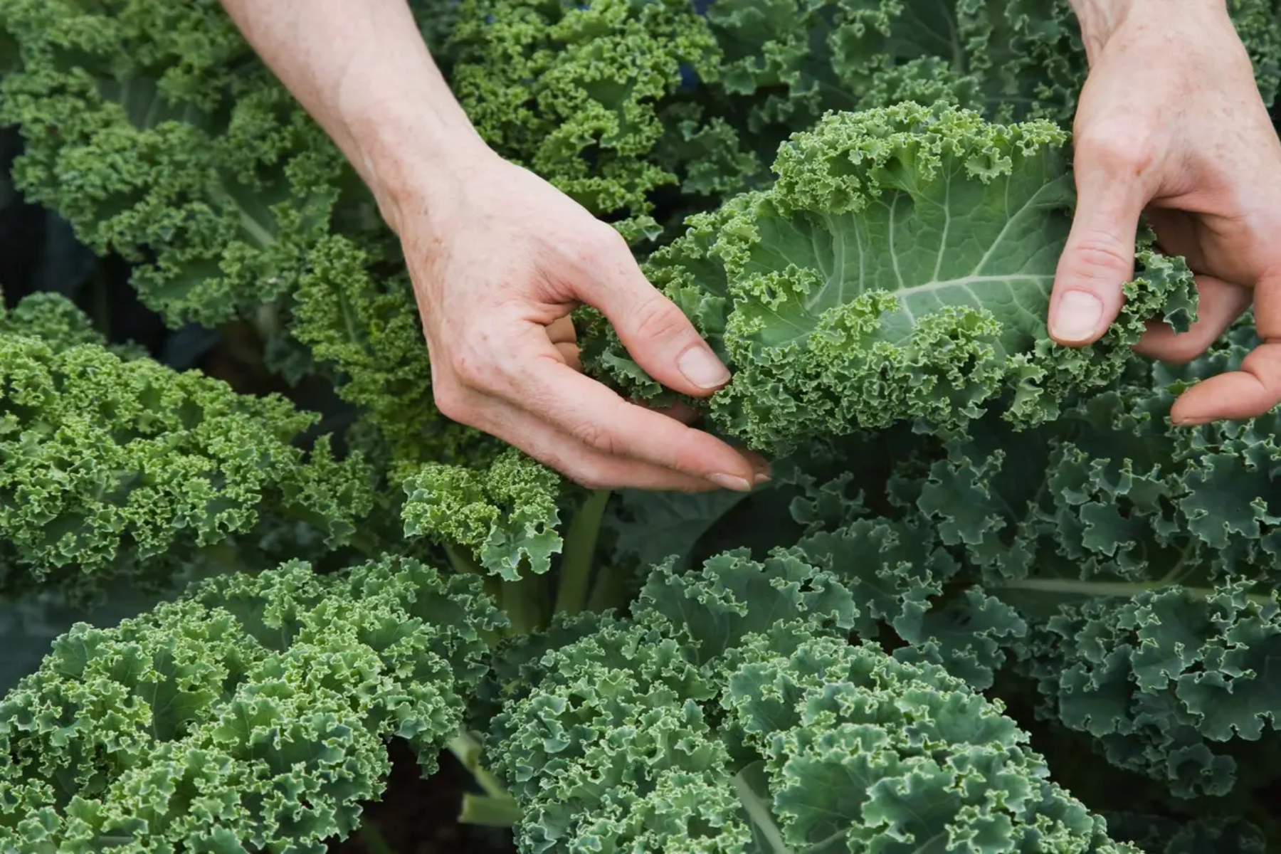 Kale: Ποια είναι τα 5 κορυφαία οφέλη του λάχανου;