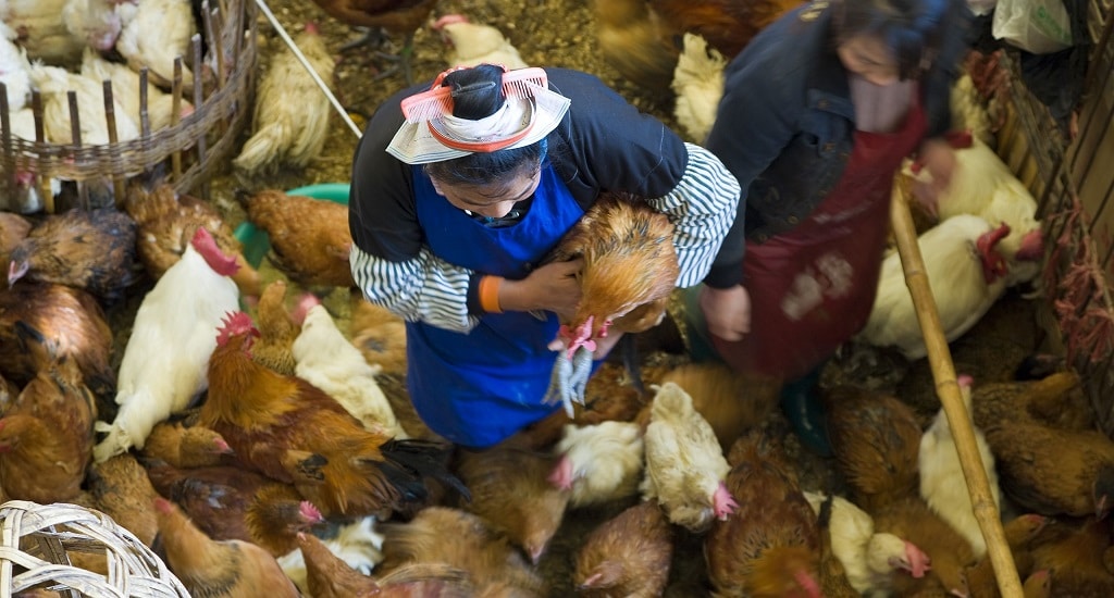 Θα μπορούσε η γρίπη των πτηνών να προκαλέσει την επόμενη πανδημία και είμαστε προετοιμασμένοι αν συμβεί αυτό;