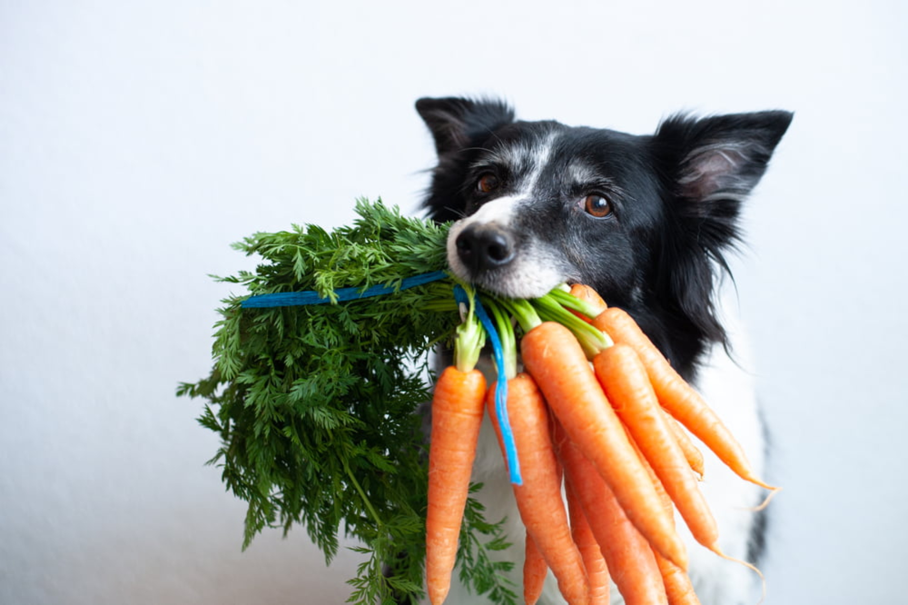 Κατοικίδια διατροφή: Ποιες τροφές θεωρούνται κατάλληλες για τους σκύλους μας;