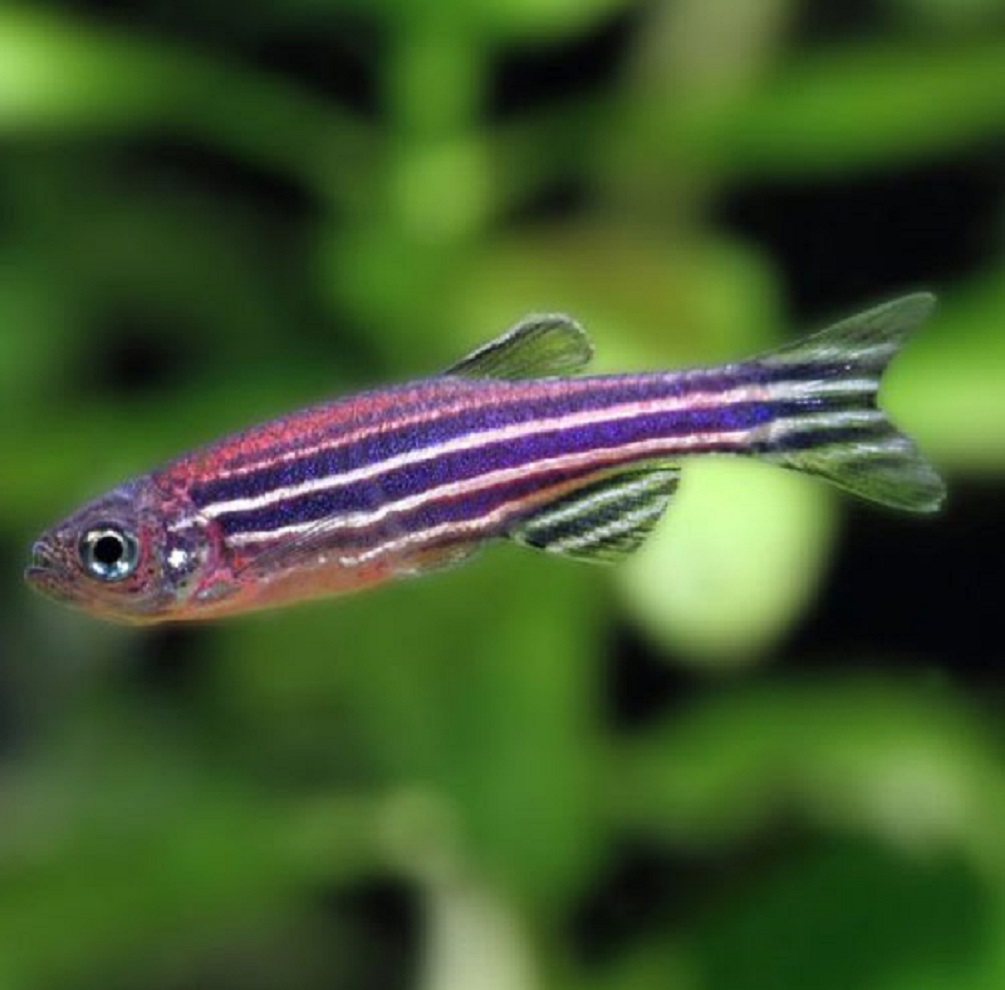 Οι ομοιότητες του Zebrafish με τους ανθρώπους τα καθιστούν χρήσιμα μοντέλα για τη μελέτη δερματικών παθήσεων όπως η λεύκη και το μελάνωμα