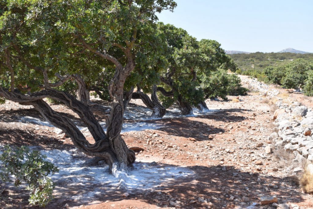 Ποιες είναι οι ιατρικές ιδιότητες της μαστίχας;