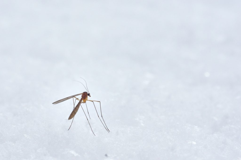 Βοηθά η χρήση της θερμότητας στα τσιμπήματα κουνουπιών που προκαλούν φαγούρα;