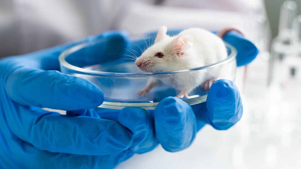Eπιστημονικά Πειράματα: Παραδοσιακά χρησιμοποιούσαν μόνο αρσενικά ποντίκια – Να γιατί αυτό είναι πρόβλημα για την υγεία των γυναικών