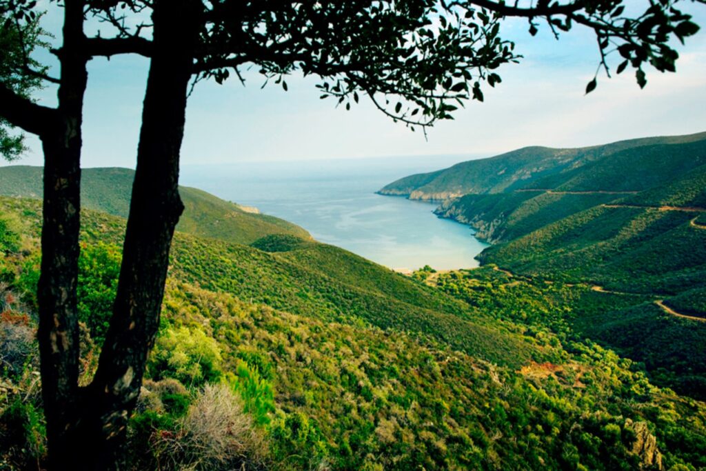 Απαγόρευση κυκλοφορίας ισχύει σήμερα σε δάση της Χαλκιδικής