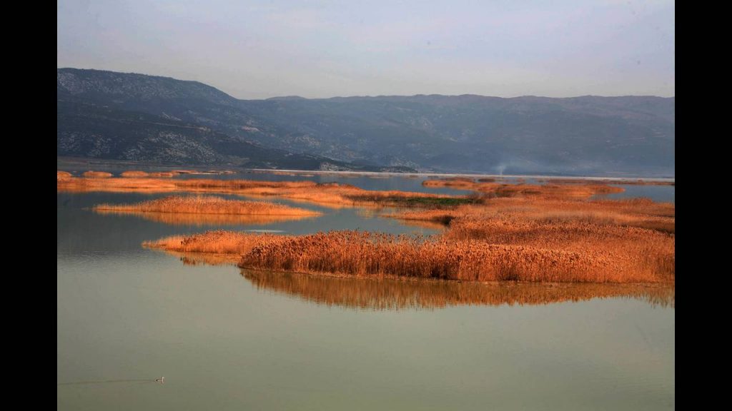 Λίμνη Κάρλα: Διακοπή κυκλοφορίας όλων των οχημάτων – Εκπέμπουν SOS οι ειδικοί για την απομάκρυνση των νεκρών ζώων