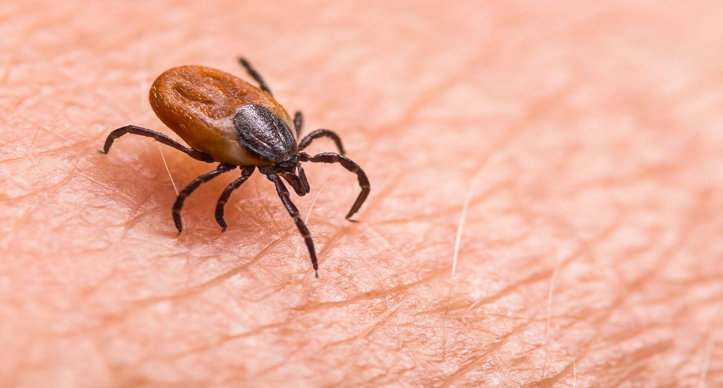 Νόσος Lyme: Η αλληλούχιση δειγμάτων βακτηρίων από ασθενείς βοηθά στην εξήγηση των διαφορών των συμπτωμάτων