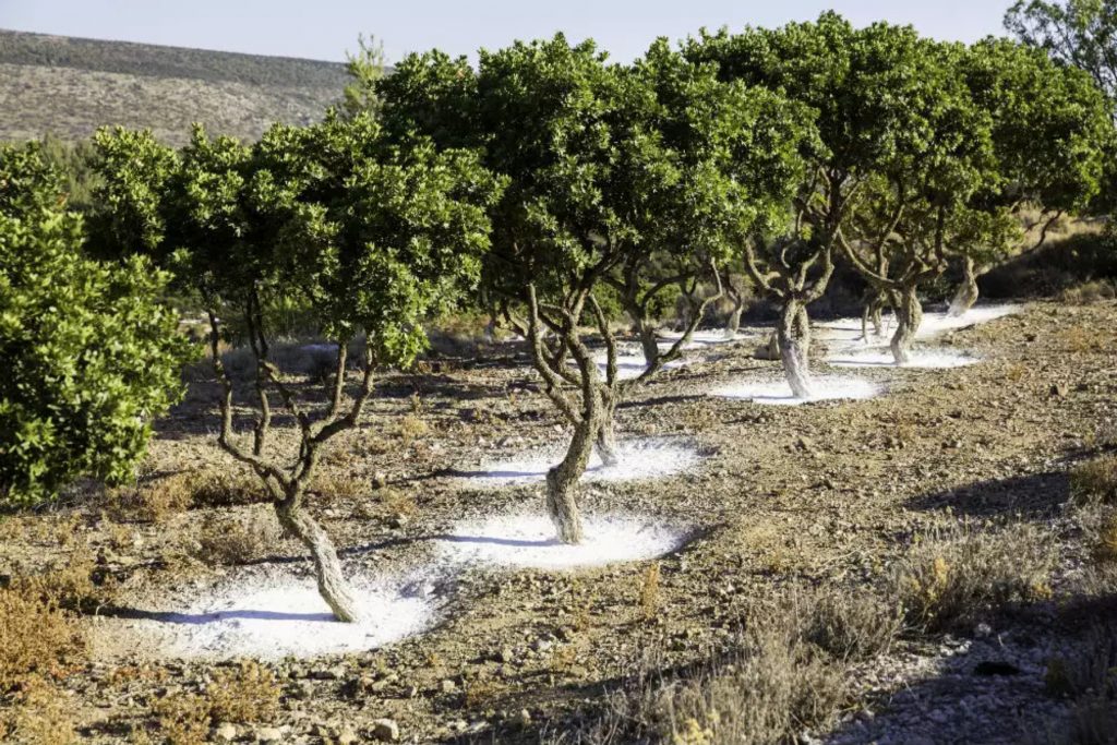 Πόσο σημαντική είναι η μαστίχα για την υγεία;