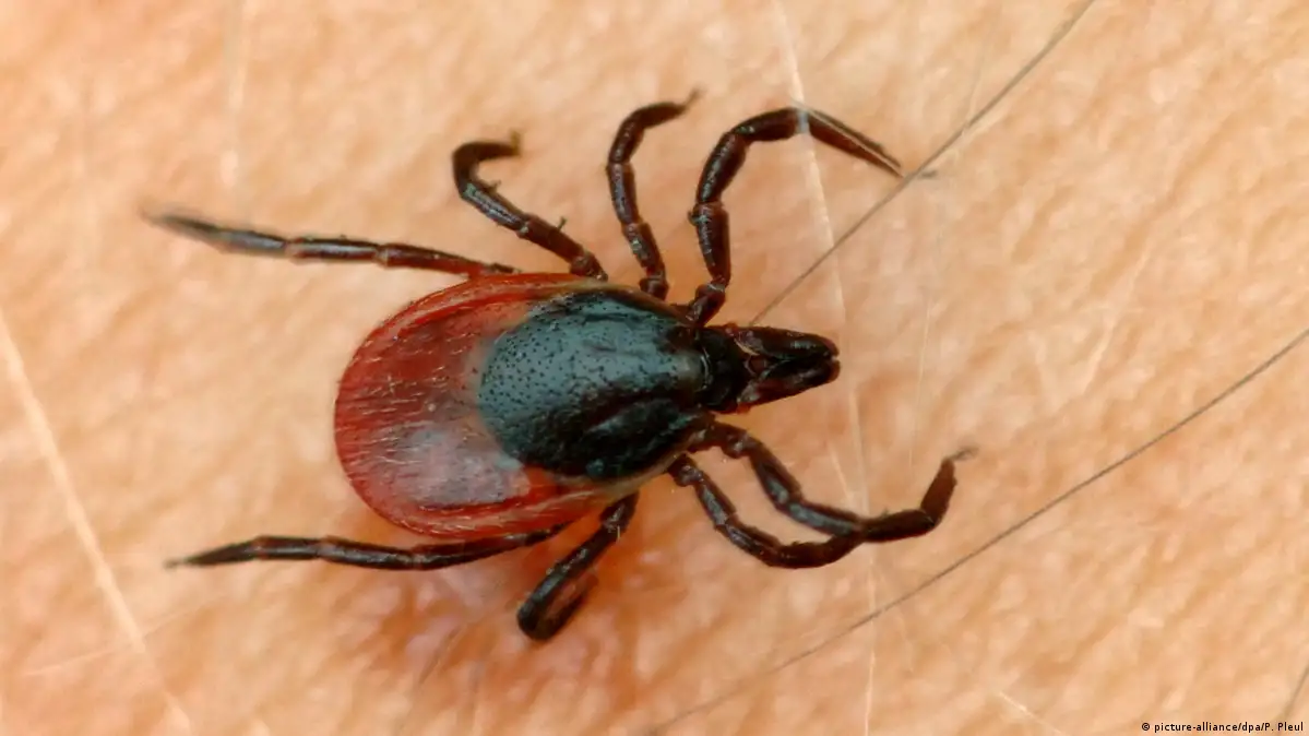 Lyme: Μια πρωτεΐνη που βρίσκεται στον ανθρώπινο ιδρώτα μπορεί να προστατεύει από τη νόσο