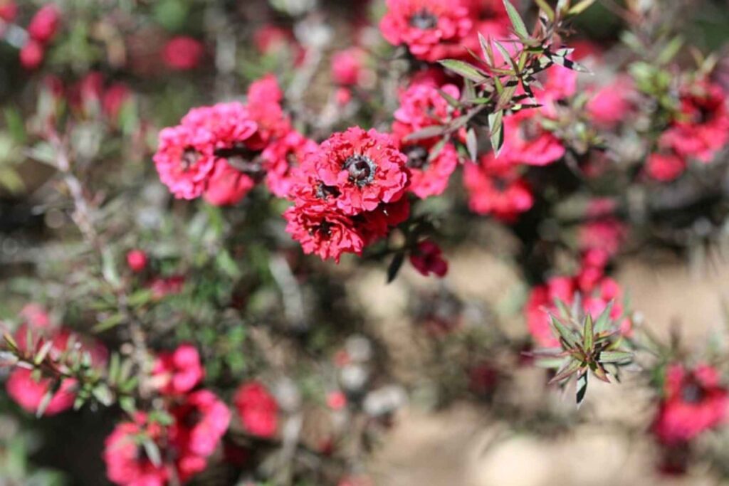 Μέλι Manuka: το απόλυτο συστατικό επανορθωτικής φροντίδας