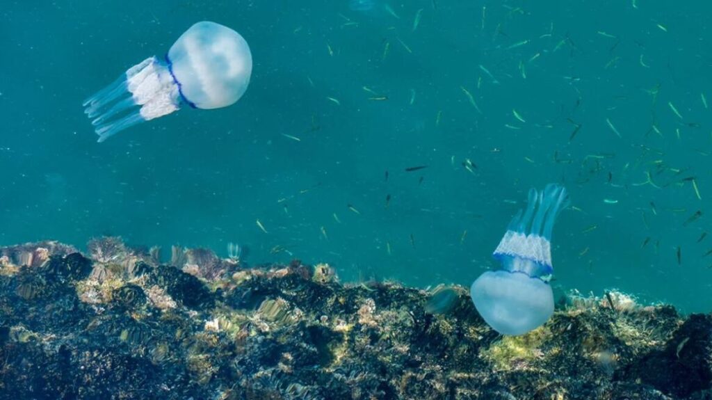 Η μέδουσα Rhopilema nomadica έχει πλέον αποικίσει αρκετές παραλίες της Ρόδου από τα μέσα Μαρτίου