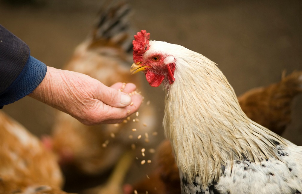 Γρίπη των Πτηνών: Απαιτείται επαγρύπνηση για να αποτραπεί η εξάπλωσή της στους ανθρώπους