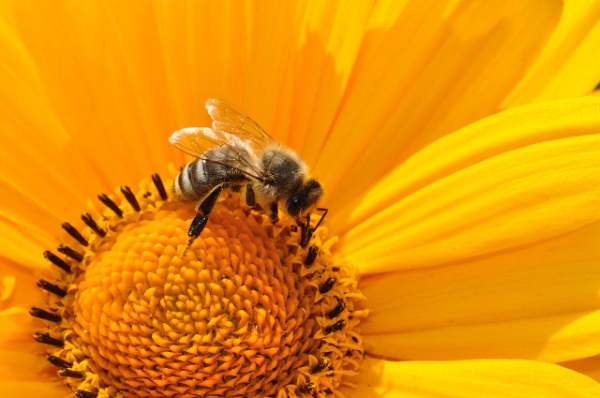 Οι μέλισσες και η διατροφική μας ασφάλεια