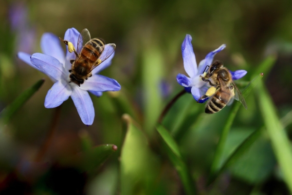 Τι μπορούμε να κάνουμε για να βοηθήσουμε τις μέλισσες;