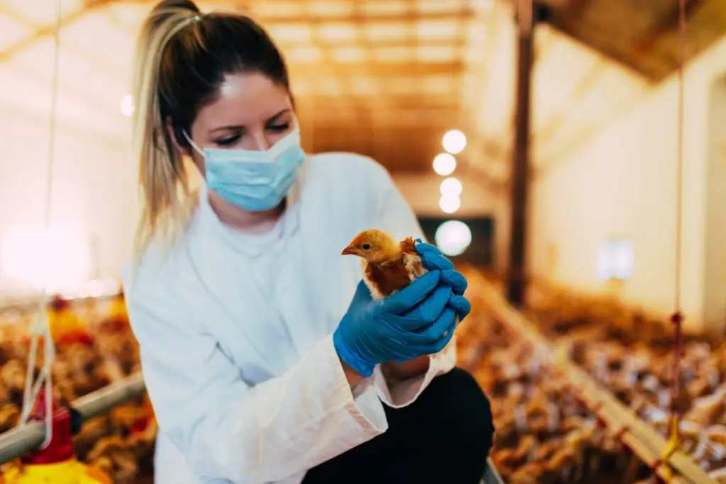 Γρίπη των Πτηνών: Η ετοιμότητα για τον ιό HPAI A(H5N1) διαφέρει από χώρα σε χώρα