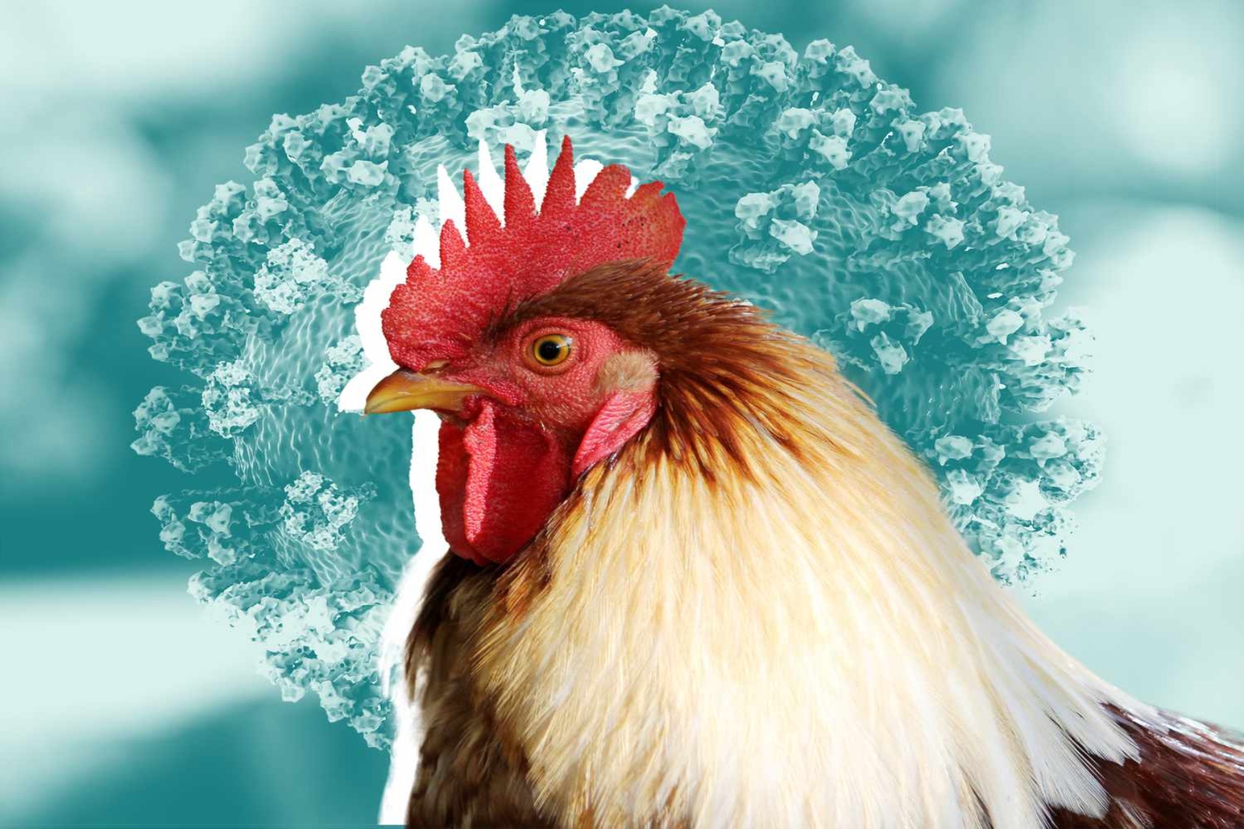 Γρίπη των πτηνών: Ο ιός ανιχνεύθηκε σε βόειο κρέας από άρρωστη γαλακτοπαραγωγική αγελάδα