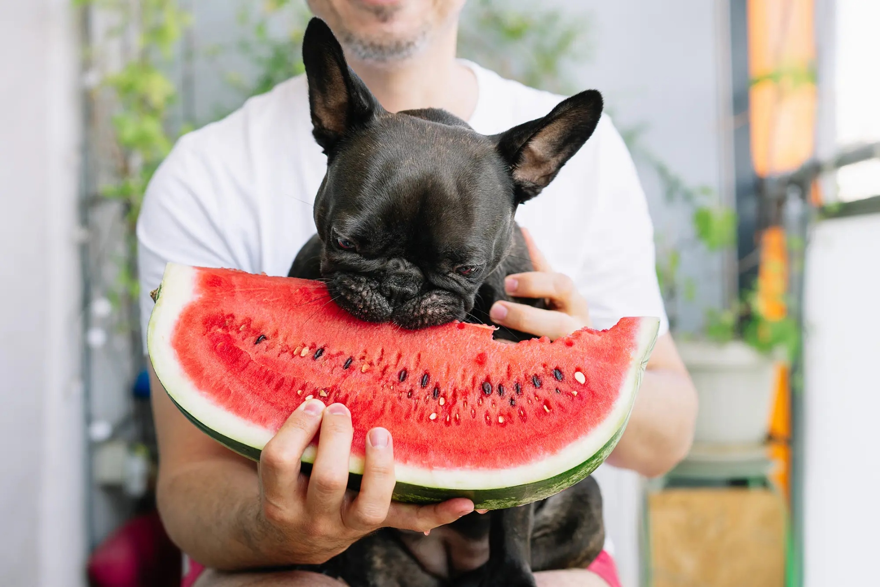 Vegan σκύλοι: Είναι πραγματικά υγιεινή η βίγκαν διατροφή για το κατοικίδιό σας;