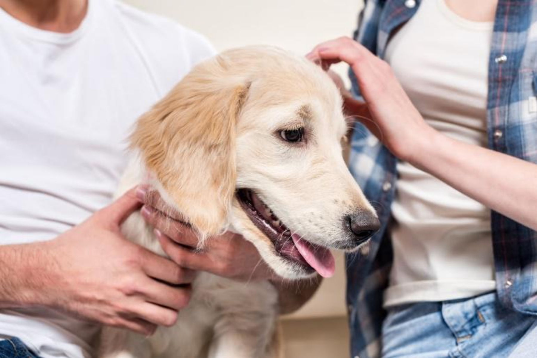 Στείρωση φροντίδα: Πώς να φροντίσετε το σκύλο σας μετά την επέμβαση στείρωσης;