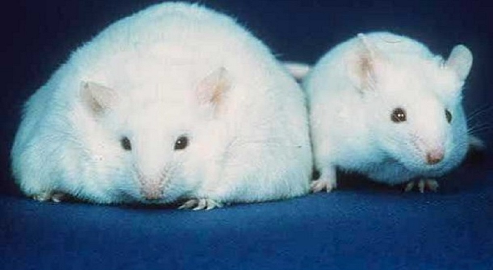 Μελέτη σε ζώα δείχνει ότι ένα πατρικό συμπλήρωμα ιχθυελαίου μπορεί να μειώσει τον κίνδυνο παχυσαρκίας στους απογόνους