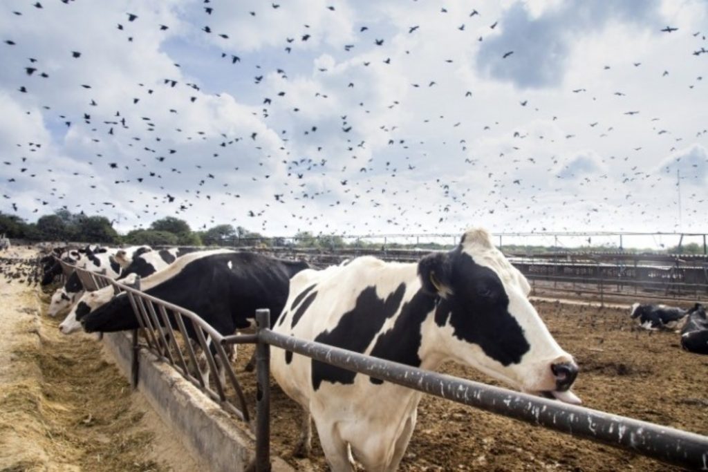 Γρίπη των πτηνών: Εξαπλώνεται ραγδαία στα κοπάδια γαλακτοπαραγωγής των ΗΠΑ