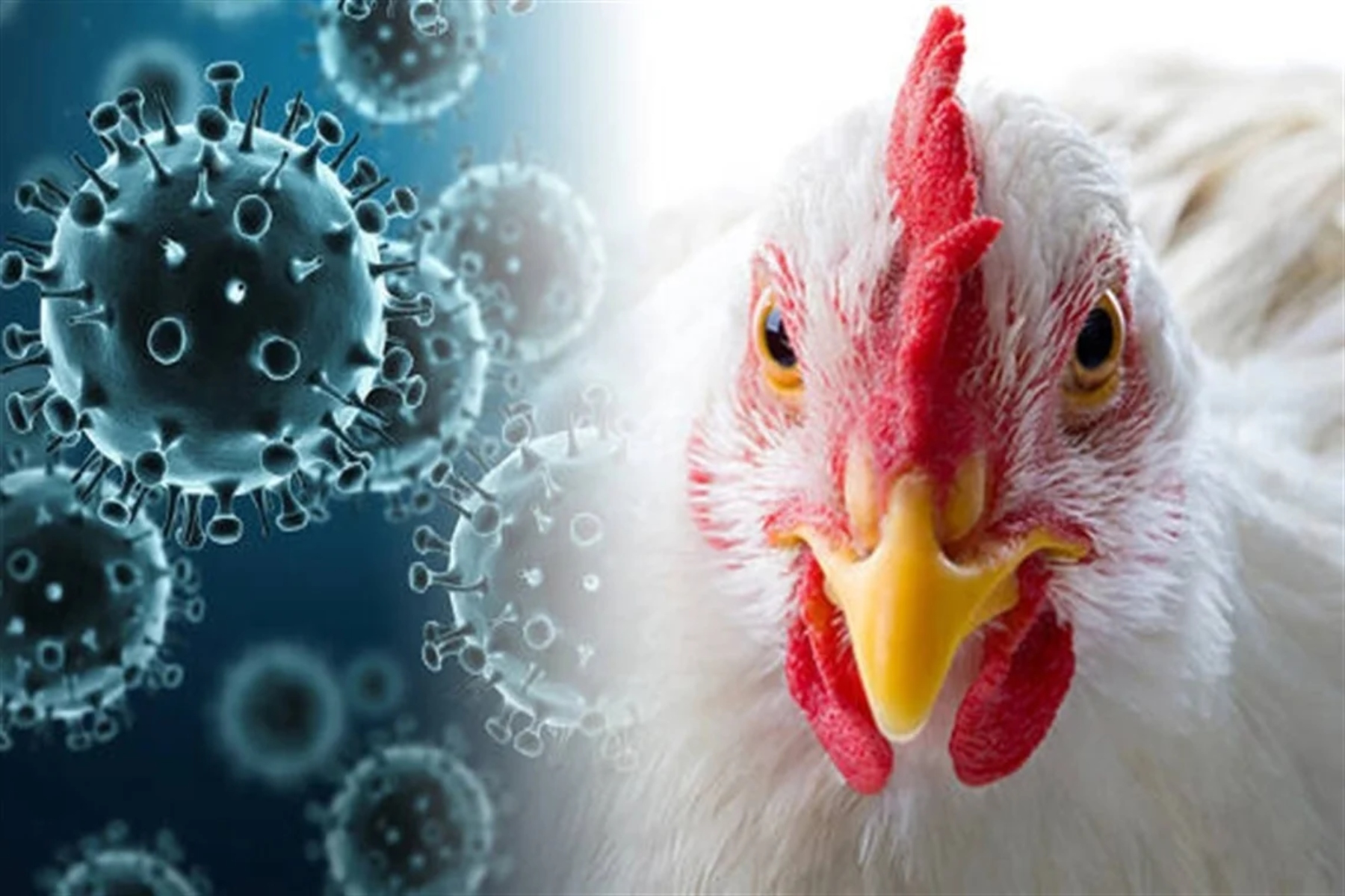 Γρίπη πτηνών: Ο ΠΟΥ περιμένει δεδομένα μετά το θανατηφόρο πρώτο κρούσμα της H5N2