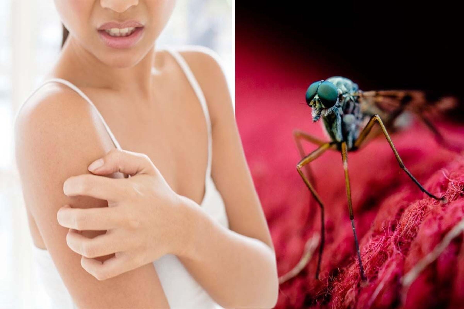 Κουνούπια ανθρωποι: Χρώμα, άρωμα, ιδρώτας ή αίμα; Τι προκαλεί τα κουνούπια να τσιμπούν τους ανθρώπους