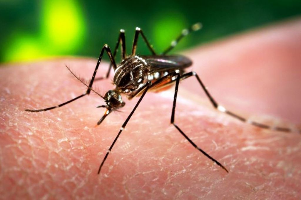 Chikungunya: Εγκρίθηκε το πρώτο εμβόλιο κατά του πυρετού CHIK που μεταδίδεται από κουνούπια