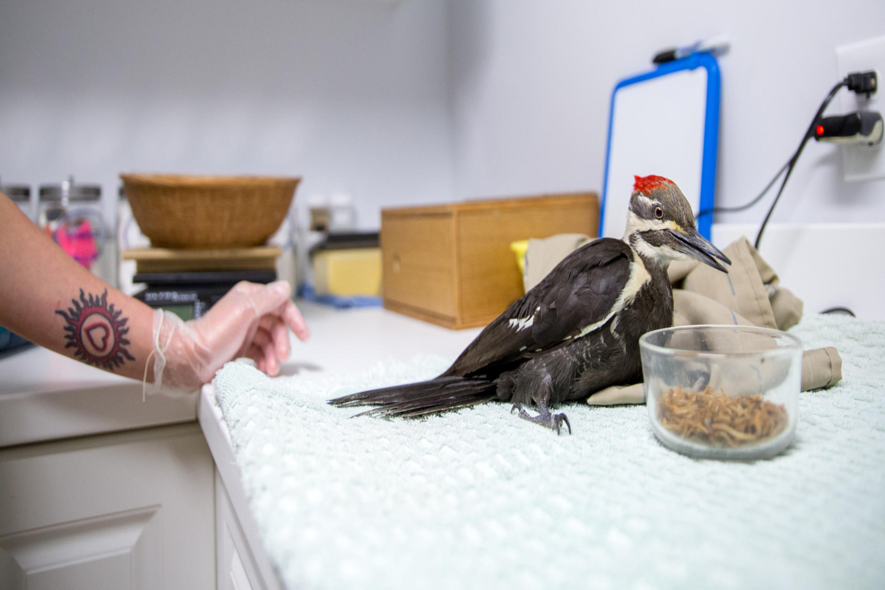 Τραυματισμένο πουλί: Πώς να φροντίσετε ένα τραυματισμένο πουλί που θα βρεθεί στο δρόμο σας;