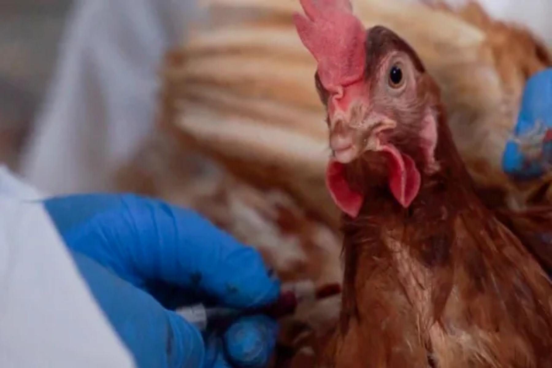 H5N2: Tο πρώτο θανατηφόρο κρούσμα γρίπης των πτηνών H5N2 στον άνθρωπο