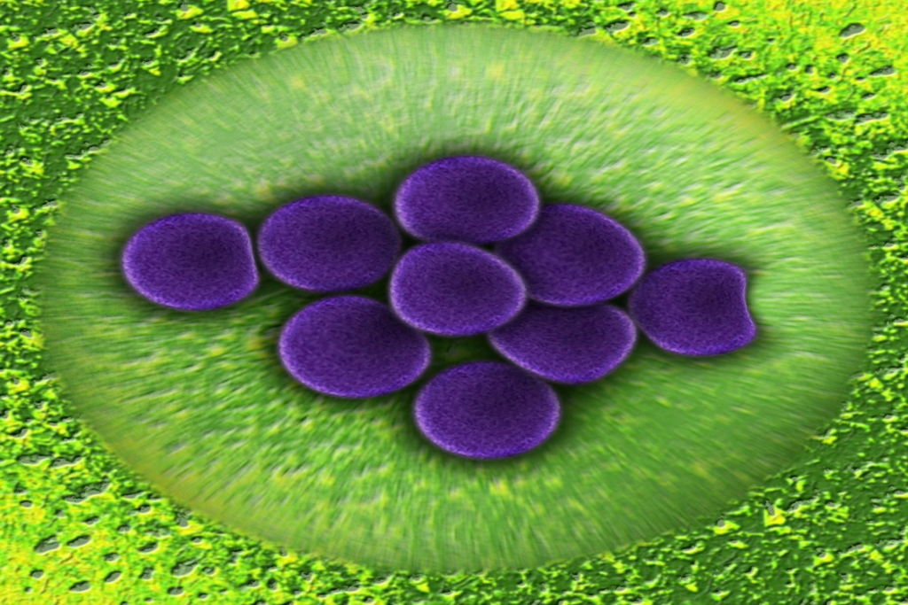 Όλα όσα πρέπει να γνωρίζετε για το βακτήριο e-coli