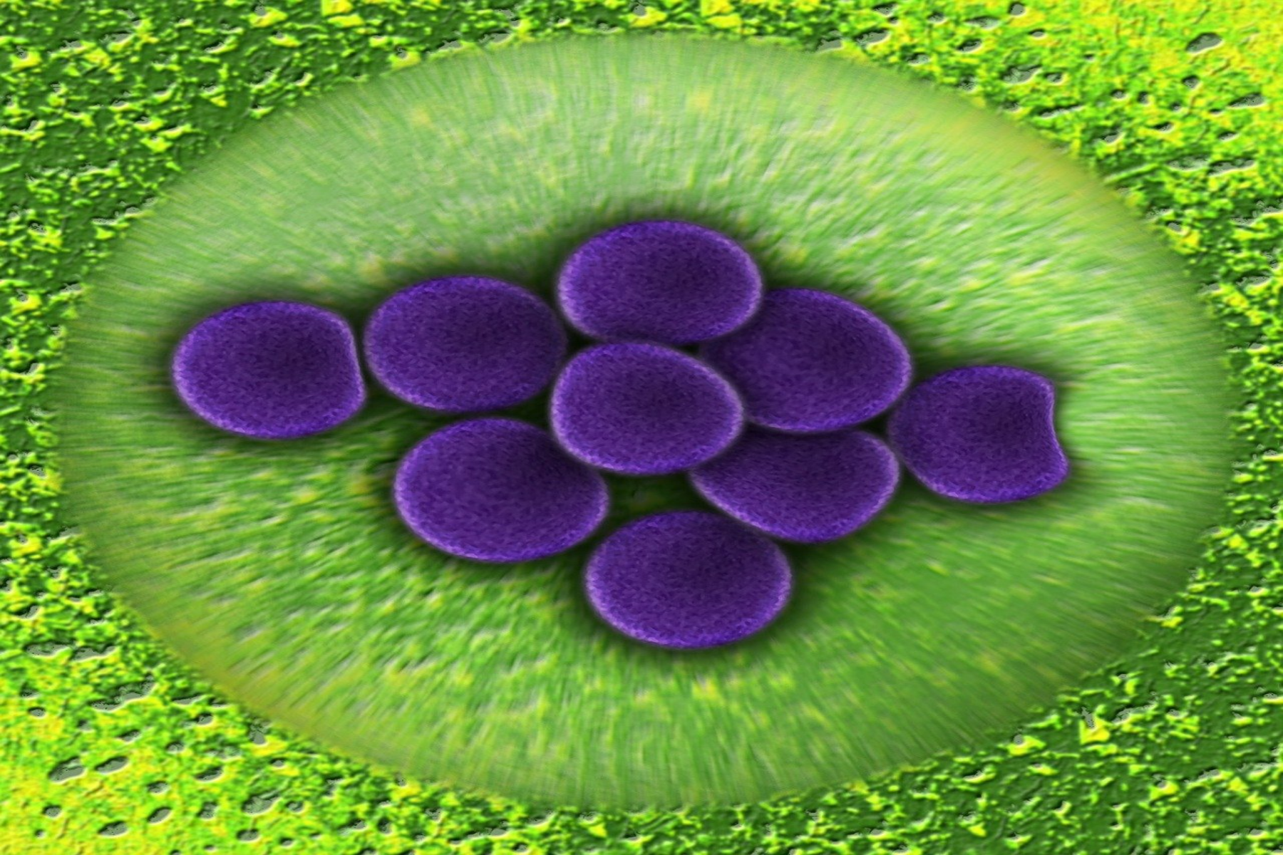 E. Coli: Όλα όσα πρέπει να γνωρίζετε για το βακτήριο e-coli