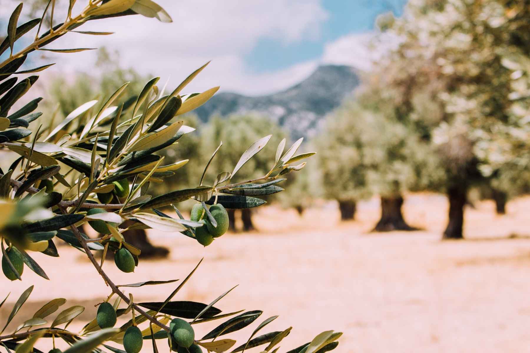 Ελιά: Ένας ισχυρός σύμμαχος στη θεραπεία της παχυσαρκίας και του διαβήτη