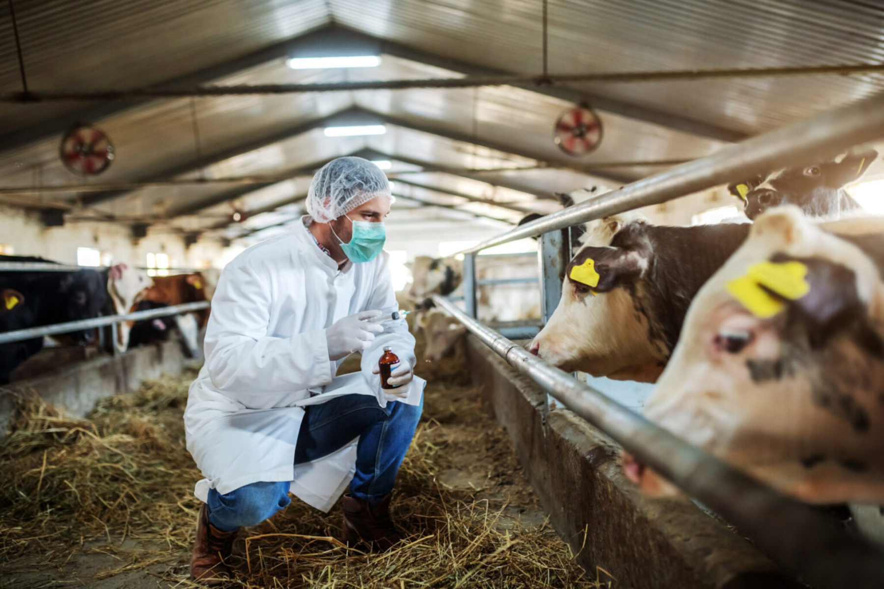 Γαλακτοπαραγωγικές αγελάδες: Βρέθηκε 4η περίπτωση μόλυνσης από τη γρίπη των πτηνών στο Κολοράντο