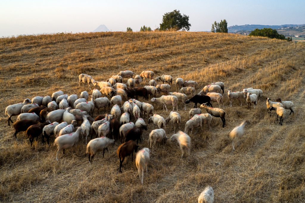 Κλιμάκια κτηνιάτρων της χώρας κάνουν την επιδημιολογική παρακολούθηση των κτηνοτροφικών μονάδων στην περιοχή της Λάρισας