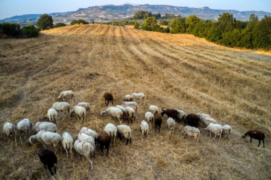 Απαγόρευση στην μετακίνηση αιγοπροβάτων λόγω των κρουσμάτων πανώλης