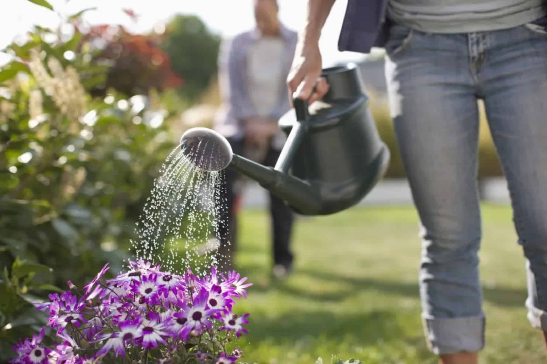 Πότισμα: Η ώρα της ημέρας για να ποτίσετε τα φυτά σας με ζεστό νερό δεν είναι το πρωί 