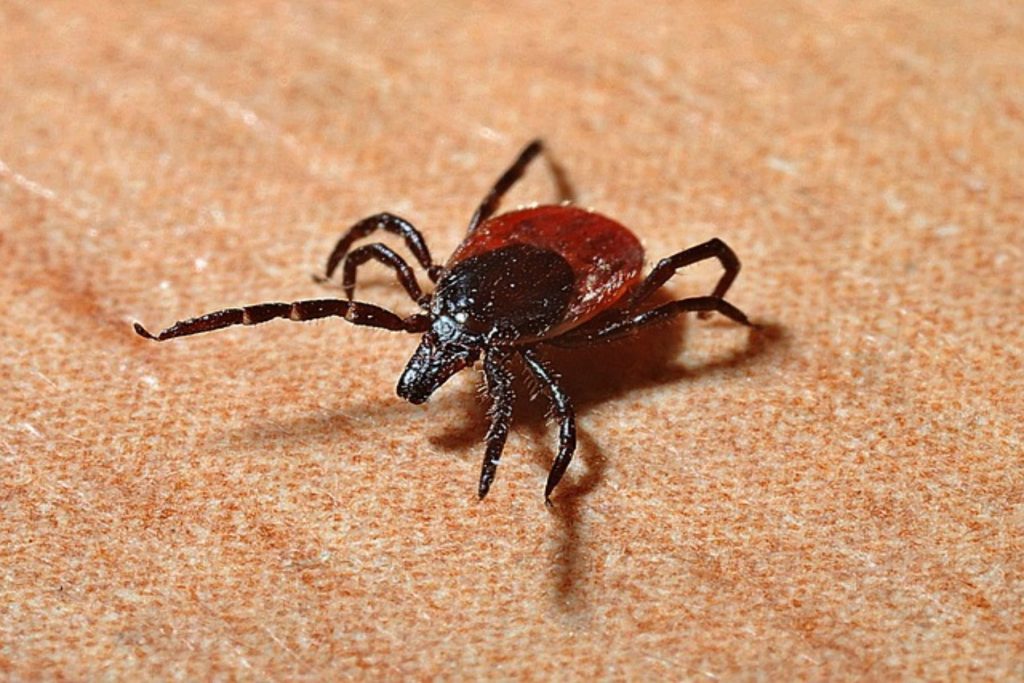 Nόσος του Lyme: Γρηγορότερη και πιο απλή διάγνωση της νόσου με νέες τεχνολογίες