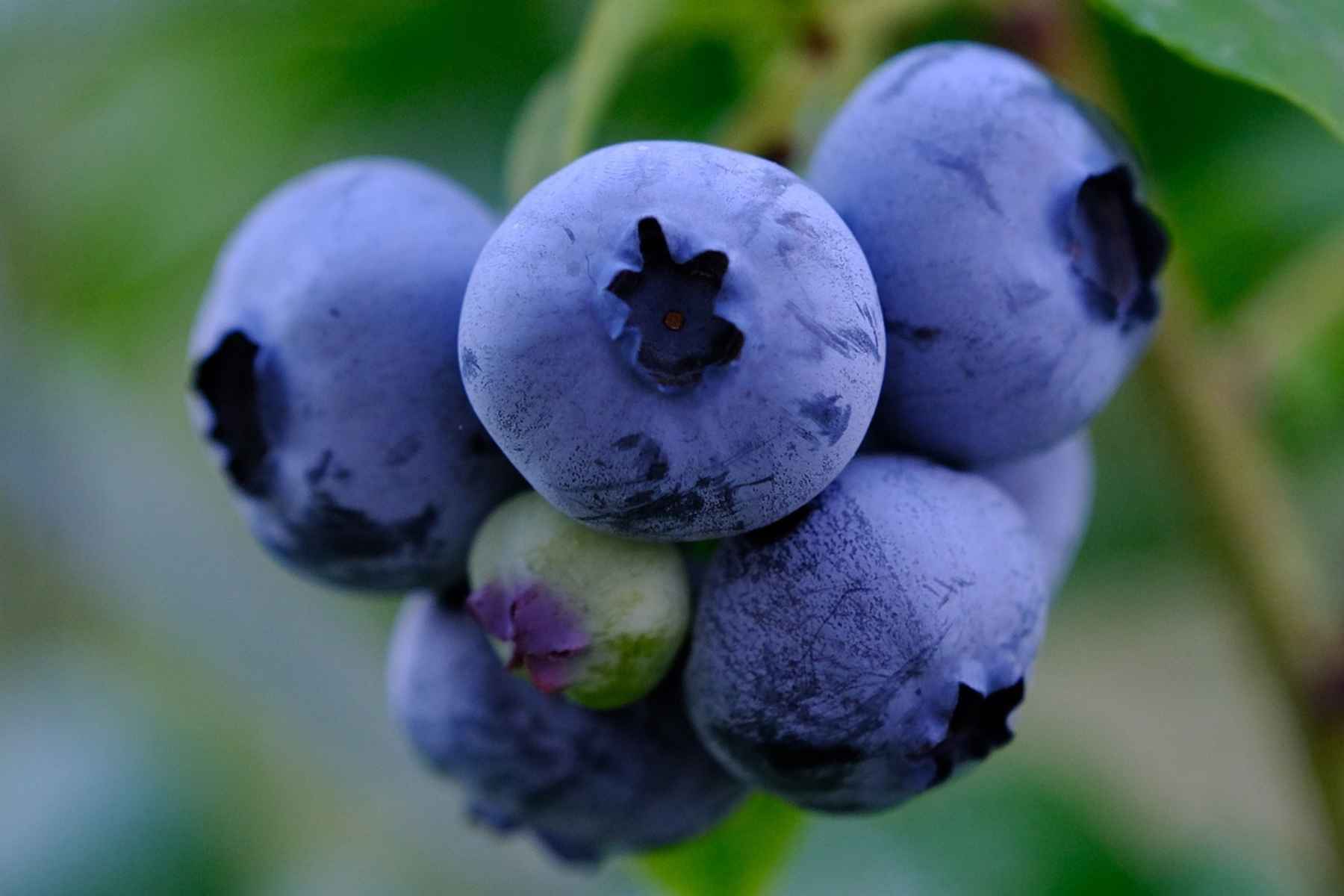 Μύρτιλο: Οφέλη, θερμίδες και παρενέργειες 