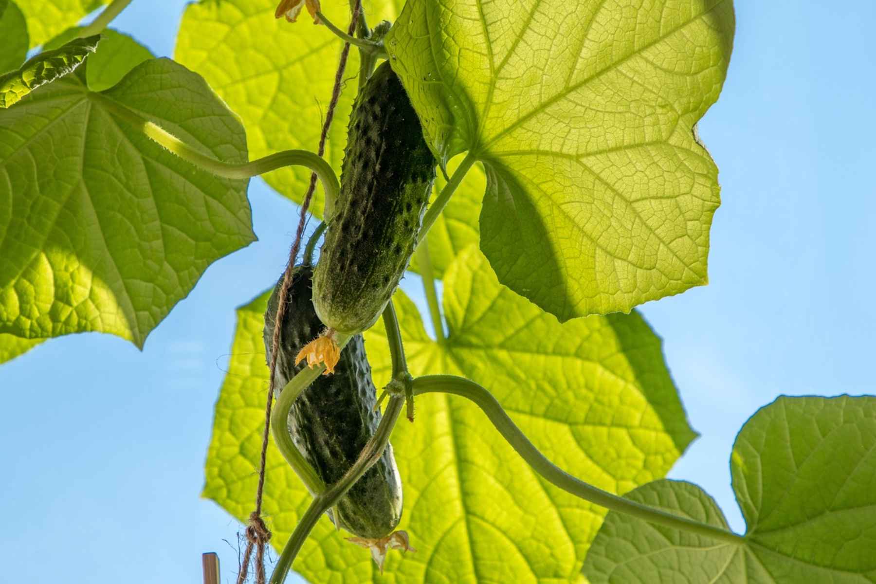 Luffa aegyptiaca: Το φυσικό και βιοδιασπώμενο σφουγγάρι της ξηράς